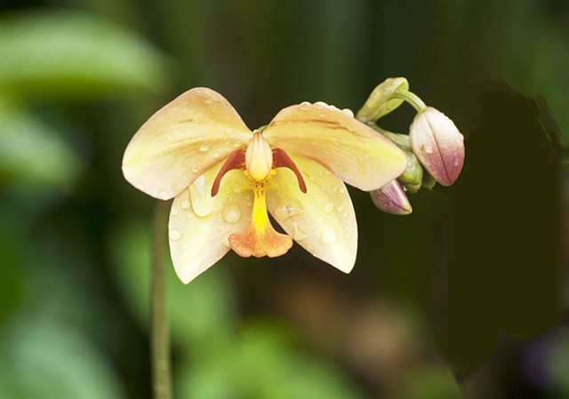 Orchid, flower, nature