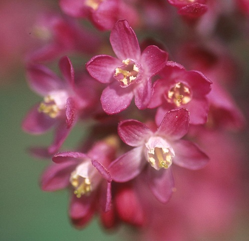Red-flowering currant