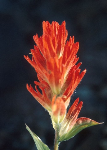 Common red paintbrush