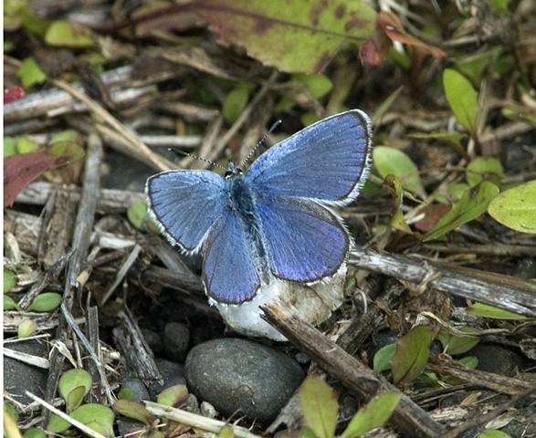 Spring azure butterfly
