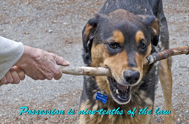 law, possession, dog, stick