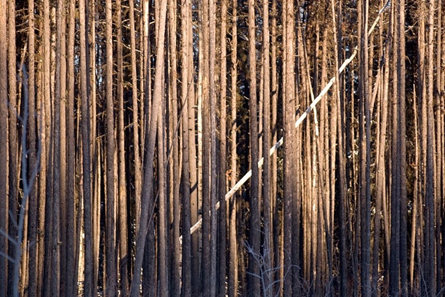 Pine forest near Vanderhoof