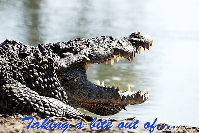 Proverb, crocodile, saying