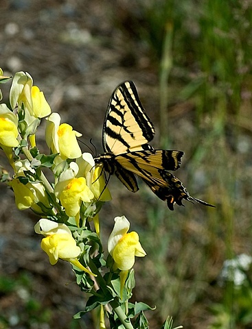 Western swallow tail