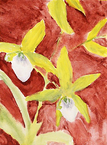 orchid, flower, water colour