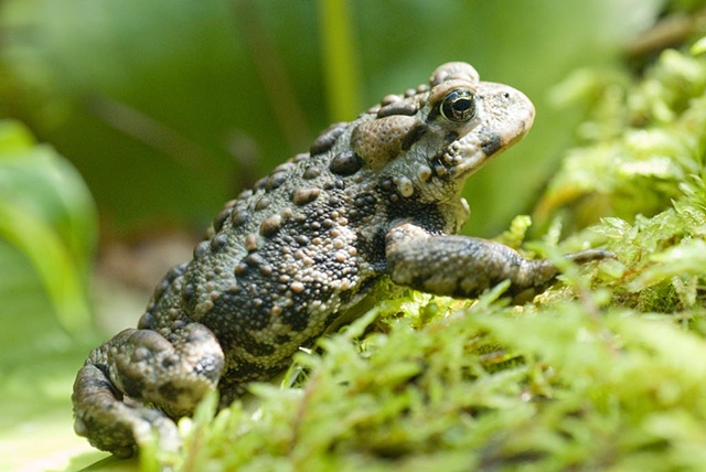 Western toad