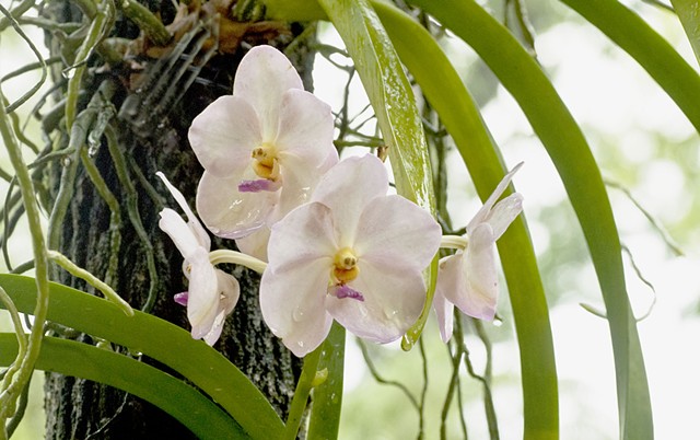 Orchid, nature, flower