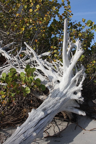 North Captiva Island, FL