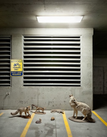 taxidermy, coyote, ring-tailed cat, box turtle, kangaroo rat, parking garage,