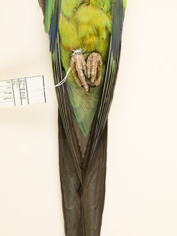 bird parrot taxidermy photography danielmortensen art artphotography