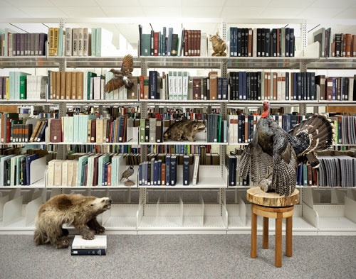woodland animals, raccoon, wolverine, squirrel, library, books, flicker, quail, taxidermy, art