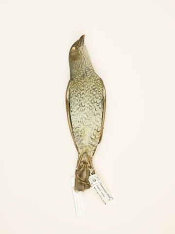 bird bower bowerbird taxidermy photography danielmortensen art artphotography