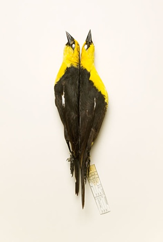 bird yellowheadedblackbird yellow headed blackbird taxidermy photography danielmortensen art artphotography