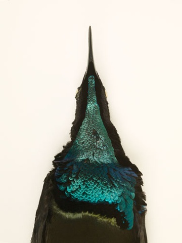 magnificentbirdofparadise magnificent riflebird paradise taxidermy photography danielmortensen art artphotography
