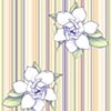 Gardenia Stripe