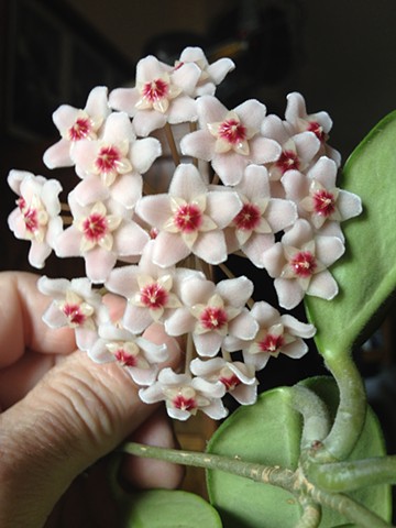 Hoya Blossoms from my Plants