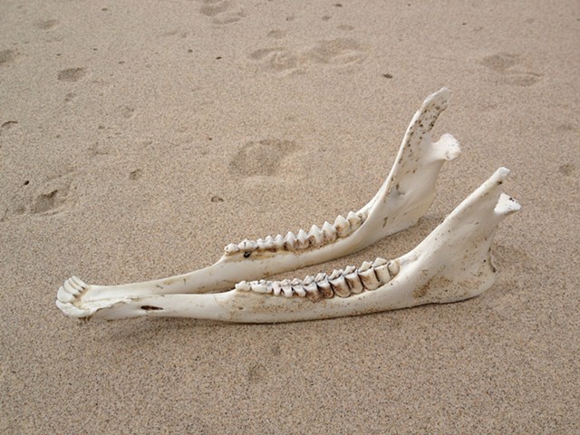 Lower Jaw of White Tail Deer