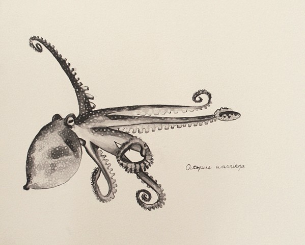 Delineation (Octopus warringa)