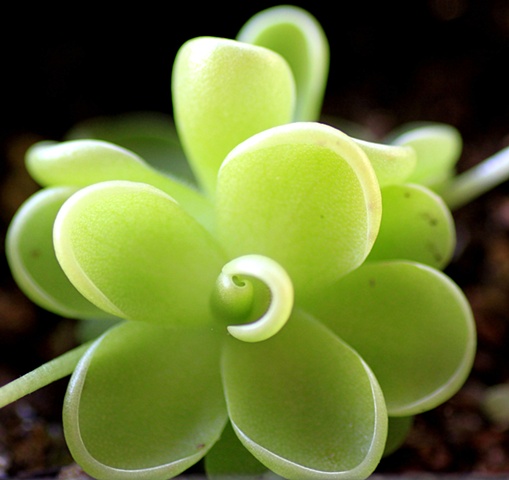 carnivorous plant 