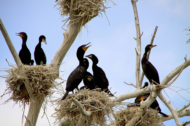 colorado lake birds