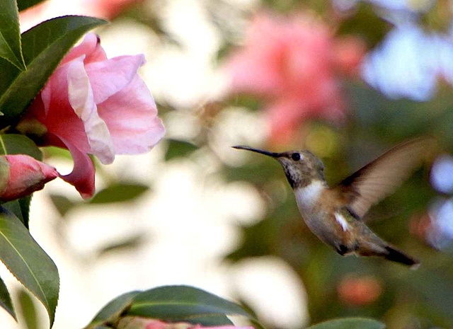 hummingbird