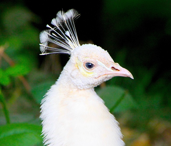 peacock