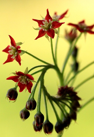 sundew flowers