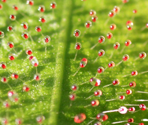 sundew