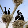 colorado lake birds