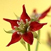 sundew flowers