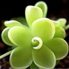 carnivorous plant 