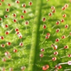 sundew