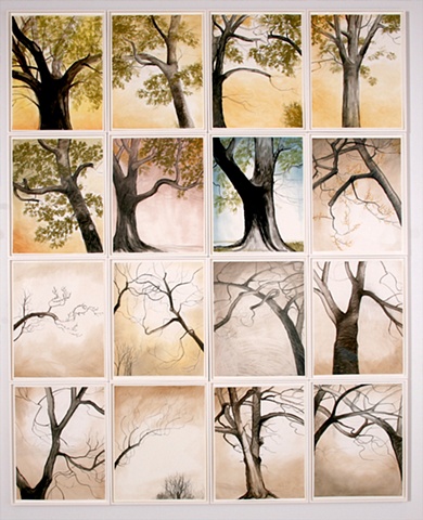 Silver Maple Study Series 2005-2006
