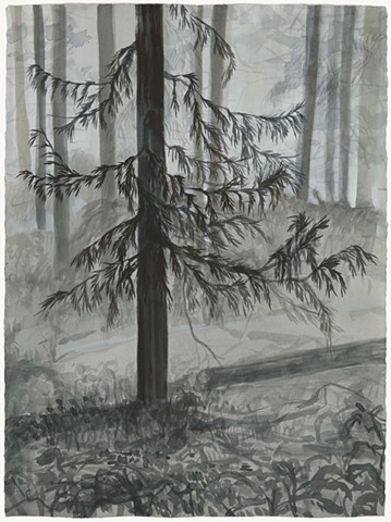 Forest Interiors
