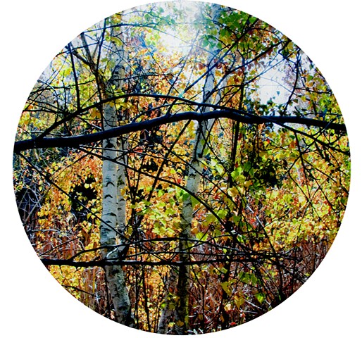 In the Woods