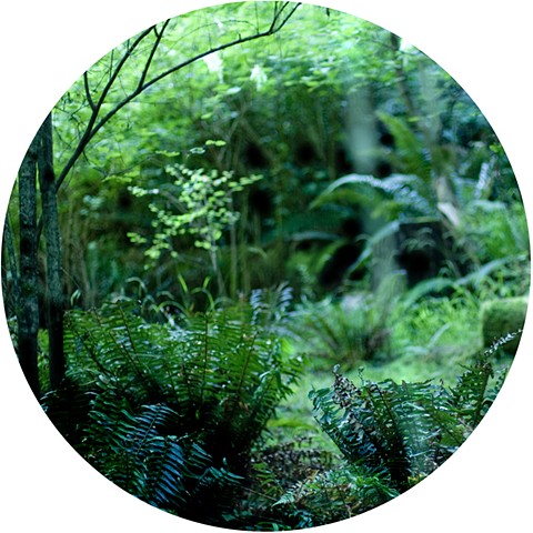In the Forest