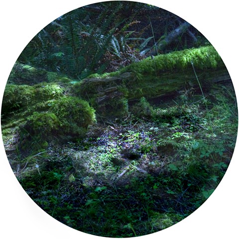 Forest Floor