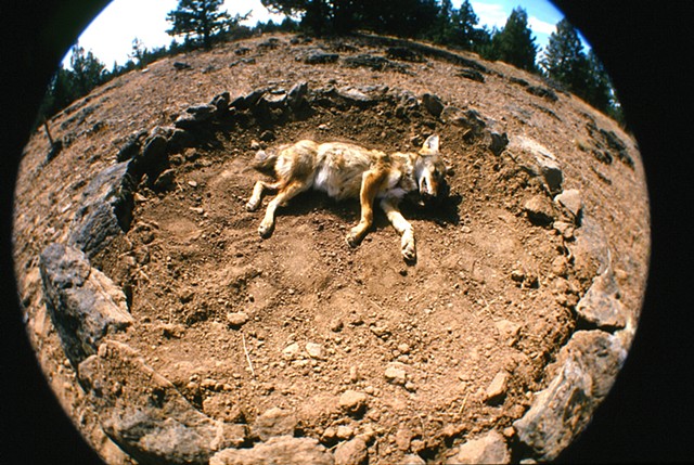 coyote's grave