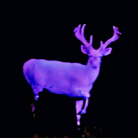 purple stag