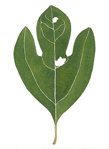 Deep green sassafras leaf with holes