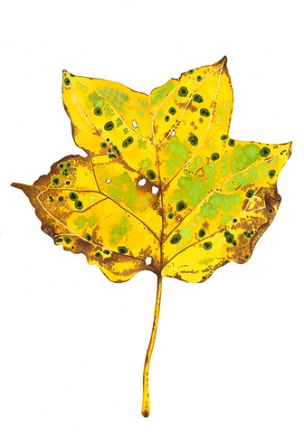 Large orangeish-yellow tulip tree leaf with green and black splotches and spots