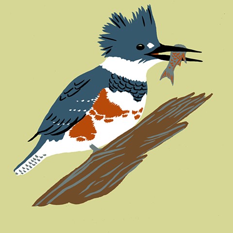 belted kingfisher bird