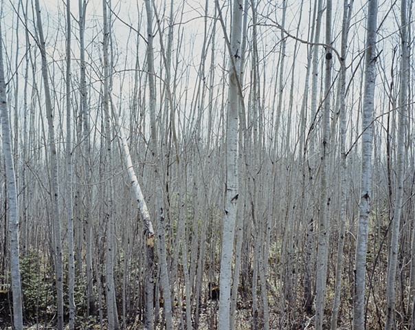 Poplars, Arrowhead Trail 2003