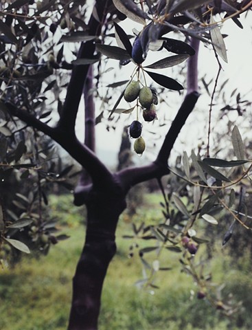 Guiliano's Olives, Reggello, IT