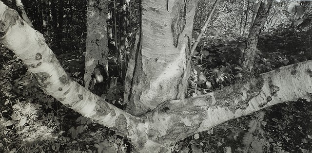 Birch, Gooseberry State Park, Lake Superior 2025