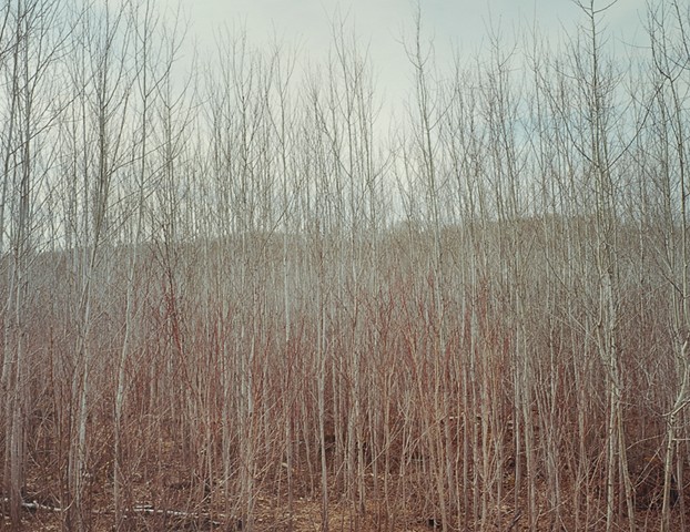 Poplars, Sawbill Trail 2001
