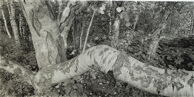 Birch, Gooseberry State Park, Lake Superior 2025