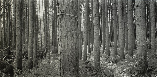 Iona's Beach, Lake Superior 2025
