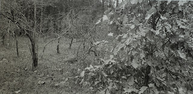 White Swamp Oak, Carlton, Minnesota 2025