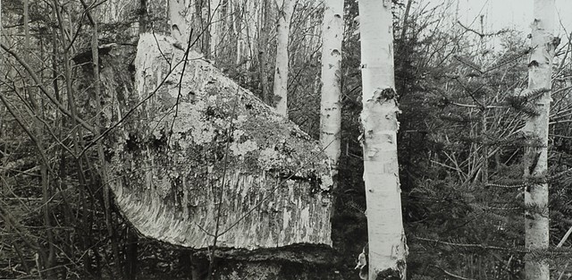 Peeling Birch Bark, Tettegouche State Park, Minnesota 2025